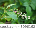Rice tobacco 3096162