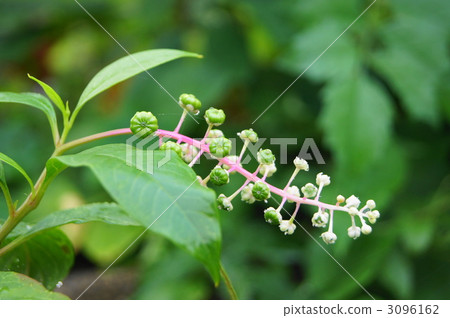 Rice tobacco 3096162