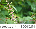 Rice tobacco 3096164