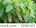 Rice tobacco 3096165