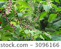 Rice tobacco 3096166
