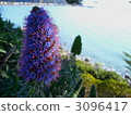 bloom, blossom, blossoms 3096417