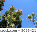bloom, blossom, blossoms 3096421