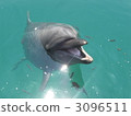 海豚 3096511