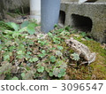 Frog frog 3096547