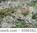 Frog frog 3096562