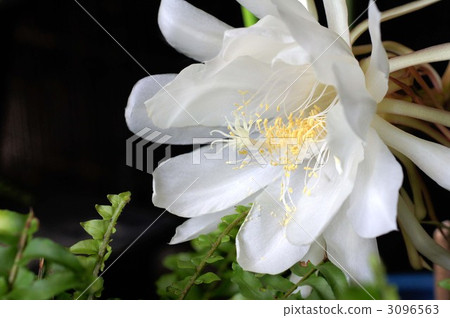 night-blooming cereu, bloom, cacti 3096563