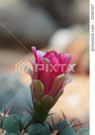 bloom, cacti, blossom 3096567