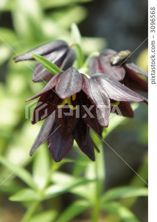 bloom, black lily, fritillaria camschatcensis 3096568