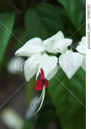 glorybower, genpei heron, bloom 3096582