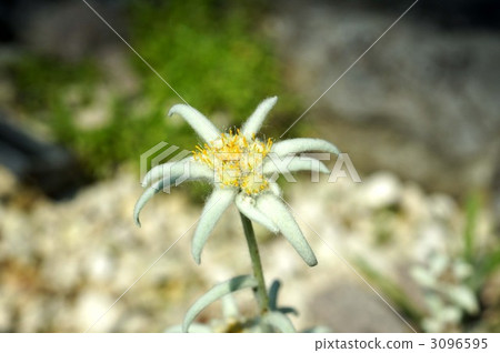 雪絨花 花朵 花 3096595