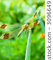 banded darter dragonfly, dragonfly, bug 3096649