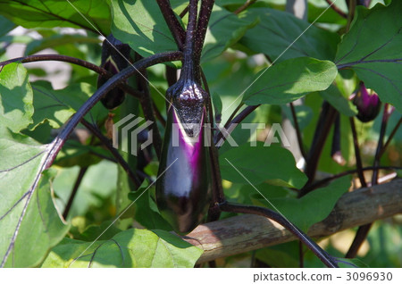 茄子全長蛋形茄子 3096930