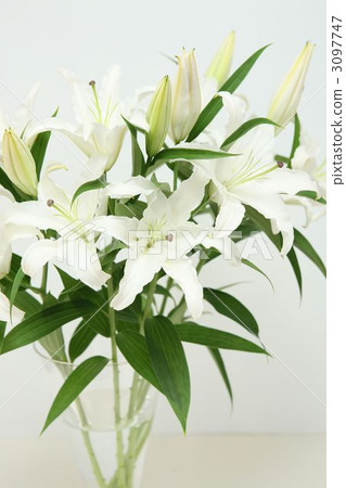 百合 百合 3097747