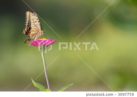 Swallowtail butterfly and bamboo grass 3097759