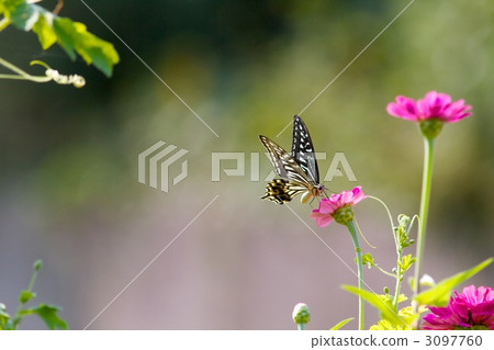Swallowtail butterfly and bamboo grass Swallowtail butterfly and bamboo grass 3097760