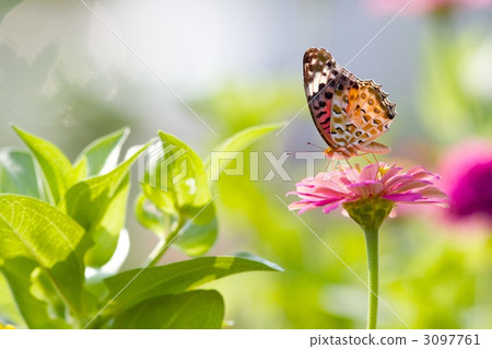 Bennish and Besshi 3097761