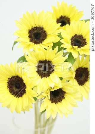 Sun Flower  3097767
