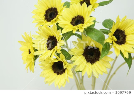 Sun Flower  3097769