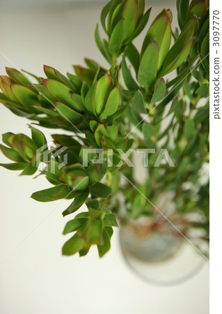 Ruka dendron 3097770