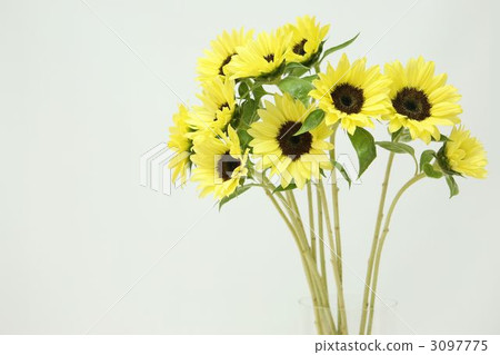 Sun Flower  3097775