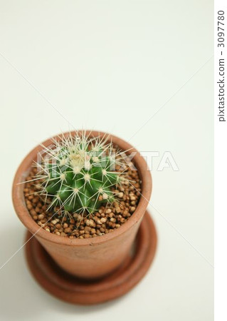 Cactus Cactus 3097780