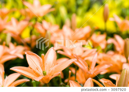 Flower of orange-colored lily with yellow squash lily 3097920