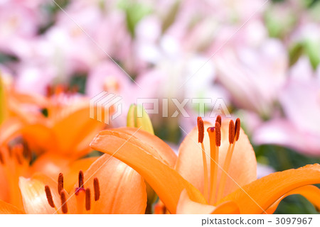 橙色百合花與桃紅色裙子百合後面的 橙色百合花與桃紅色裙子百合後面的 3097967