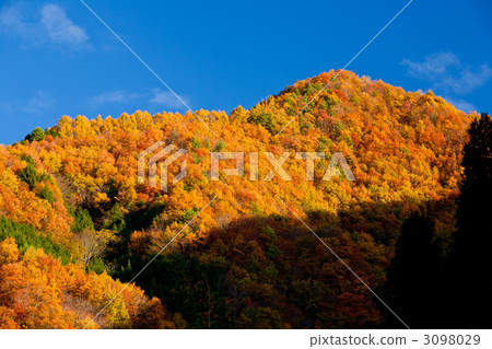 Autumn leaves of Nami village 3098029