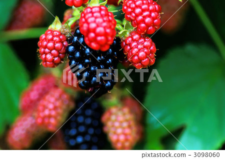 黑莓 黑莓 3098060