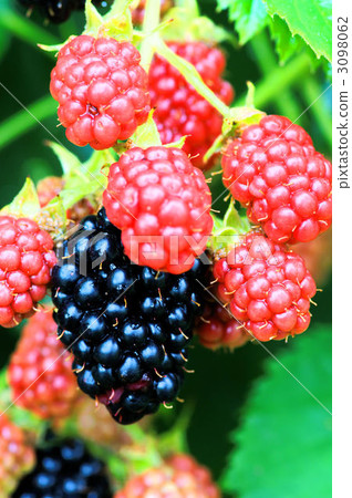 Blackberry Blackberry 3098062