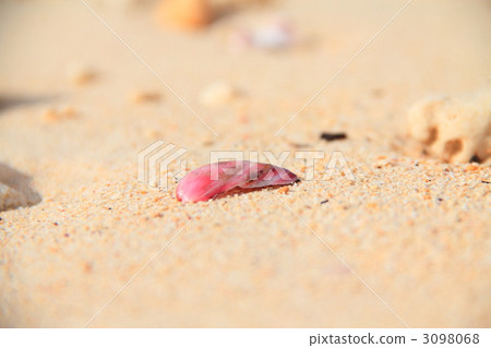 seashell, shell, white sandy beach 3098068