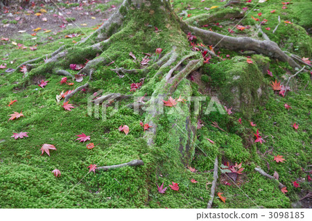 Saige-ji寺秋葉 3098185