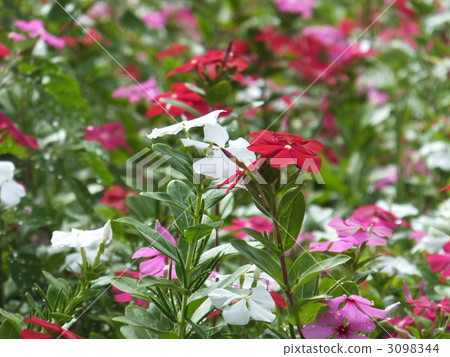 madagascar periwinkle, much, green leaf 3098344