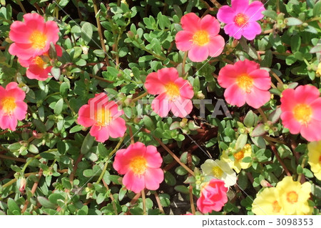 bloom, blossom, blossoms 3098353