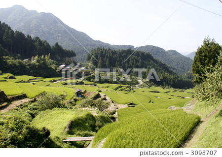 千枚田 田野 水稻 3098707