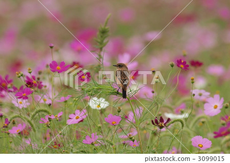 wild bird, bird, birds 3099015