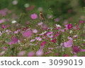 大波斯菊田地 花園 野生鳥類 3099019
