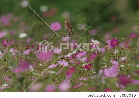 cosmos field, flower garden, flower field 3099019
