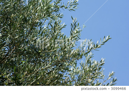 Writing in Olive Kanji and Umera 3099466