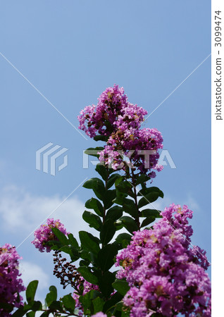 Crape myrtle crispberry slightly thicker pink 3099474