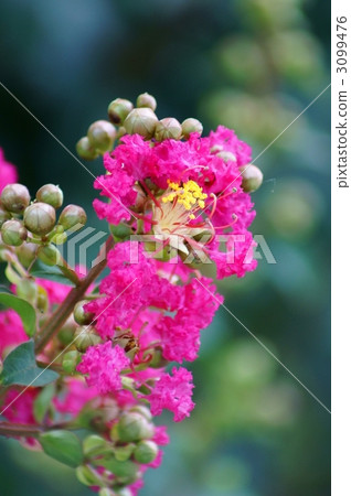 Crape myrtle red cedar 3099476