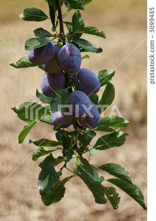 Prune's fruit It is likely to eat. Prune's fruit It is likely to eat. 3099485