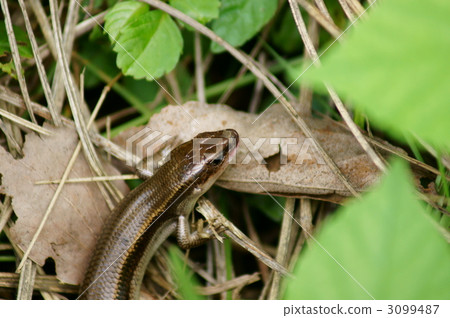 我將在日本飛走。 3099487