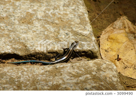 The tail of Japan juvenile body metallic blue is cute. 3099490