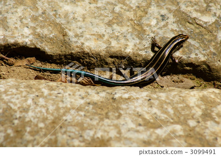 日本少年身體金屬藍色的尾巴很可愛。 3099491