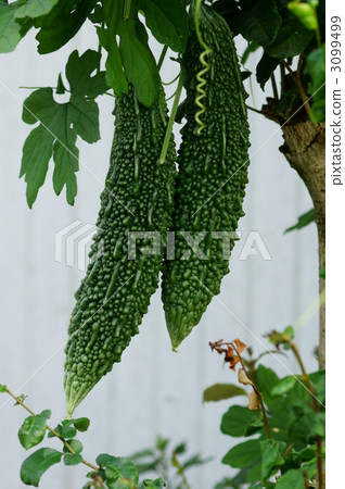 它是苦瓜Litchi goya。 3099499