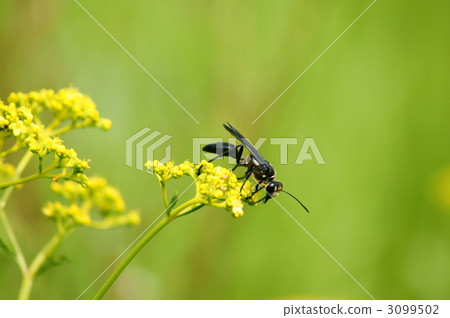 Black hole bee and a female flower Black hole bee and a female flower 3099502