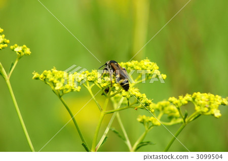 Abdominal long soil and maiden flower 3099504
