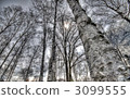 Towering birch 3099555